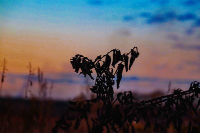 Close-up of silhouette plant against sky during sunset