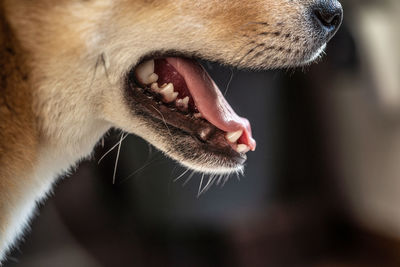 Close-up of cat yawning