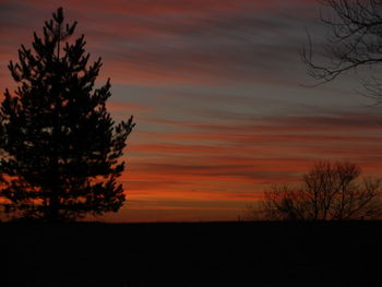 Silhouette of trees at sunset