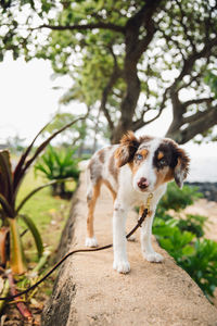 Portrait of dog standing against plants
