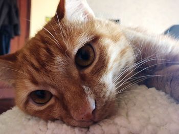 Close-up portrait of a cat