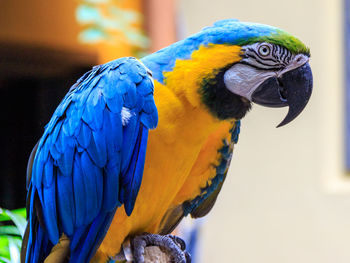 Close-up of blue parrot perching on branch