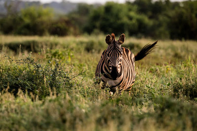 Close-up of zebra on field