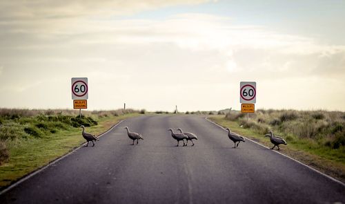 Birds crossing road against sky