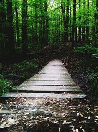 Footpath amidst trees in forest