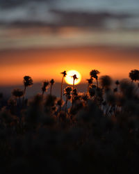 Close-up of silhouette plants on field against sky during sunset