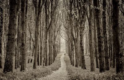 Panoramic view of trees in forest