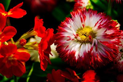 Close-up of red flowering plants