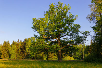 Trees growing on field against sky