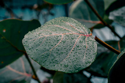 Close-up of fresh green leaves