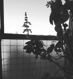 Close-up of silhouette plant against clear sky