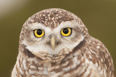 Close-up portrait of owl