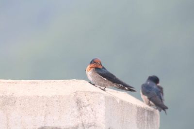 Close-up of bird perching on retaining wall against clear sky