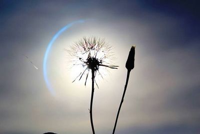 Low angle view of dandelion