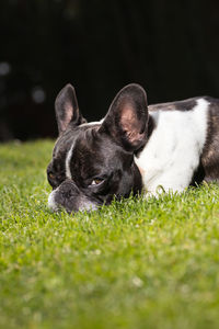 Close-up of a dog on field