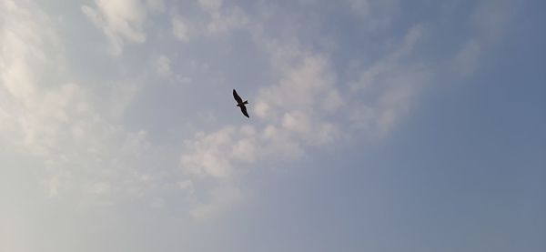 Low angle view of bird flying