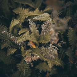 Close-up of pine tree during autumn