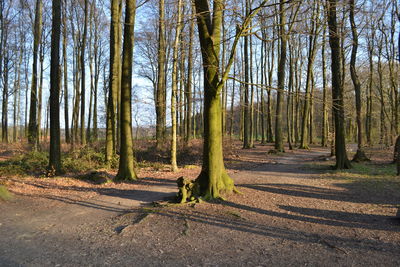 View of trees in forest