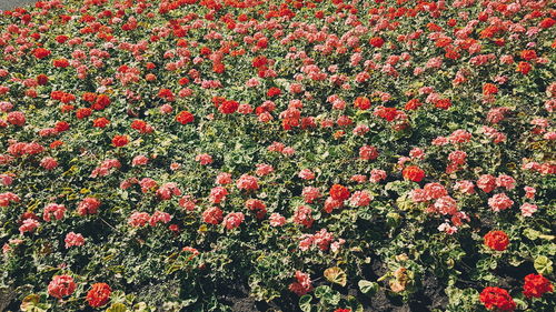 High angle view of red flowering plants on field