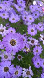 Close-up of insect on purple flowers