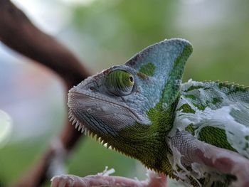 Iguana Reptile