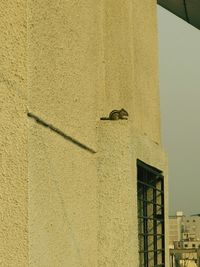 Low angle view of squirrel on building wall