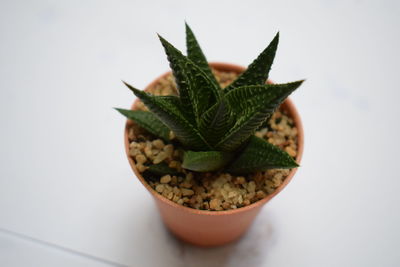 Close-up of potted plant