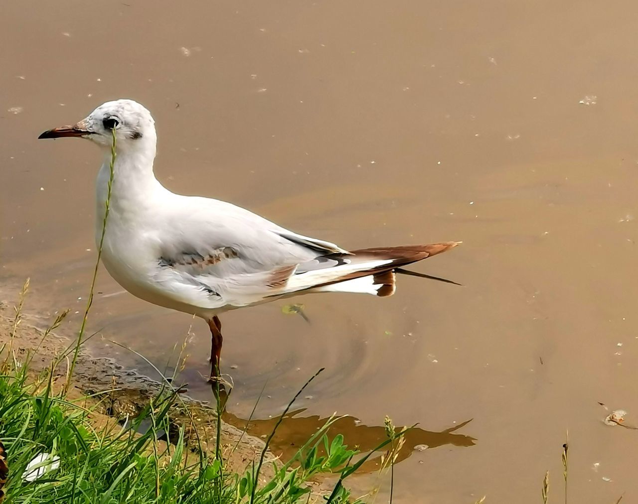 HIGH ANGLE VIEW OF SEAGULL ON LAKE