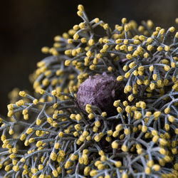 Close-up of flowering plant