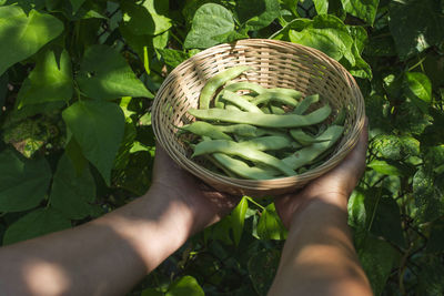 Midsection of person holding leaf