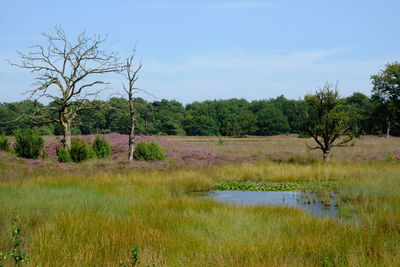 Scenic view of lake in forest against sky