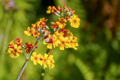 Close-up of insect on yellow flowering plant