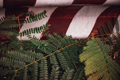 High angle view of leaves on tree during winter