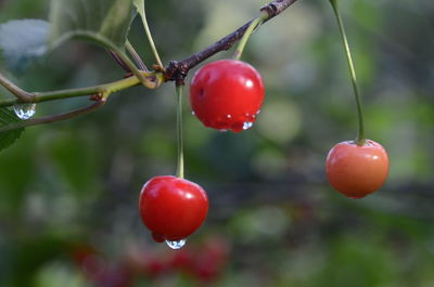 Close-up of cherries growing on plant