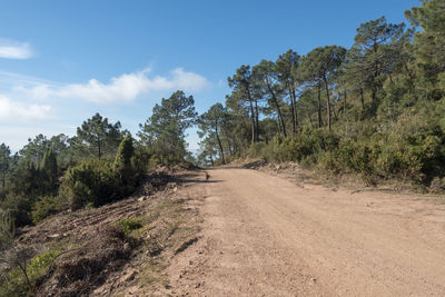 Dirt road amidst trees against sky