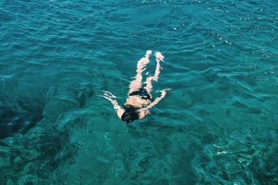 High angle view of woman swimming in sea