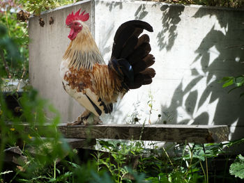 View of birds on the ground