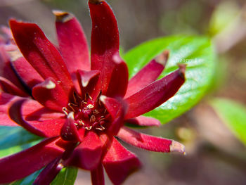 Close-up of red flower