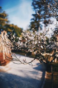 Close-up of cherry blossom against sky