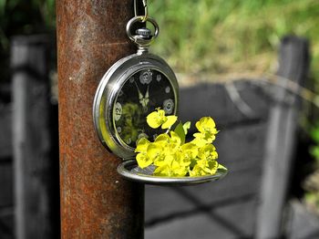 Close-up of yellow flowering plant