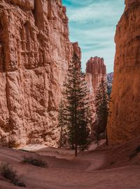 View of trees on rock formations