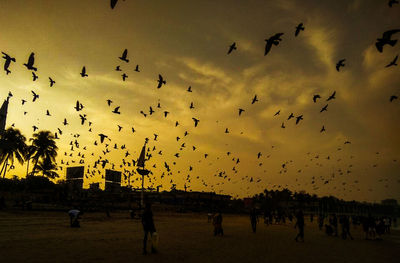 Silhouette birds flying over land against sky during sunset