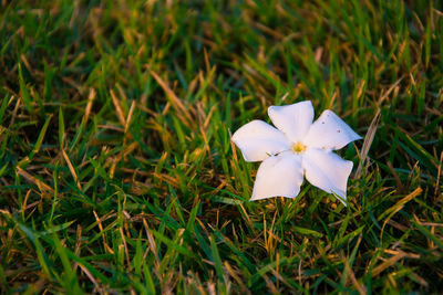 Close-up of white flowering plant on field