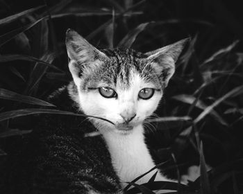 Close-up portrait of cat at night