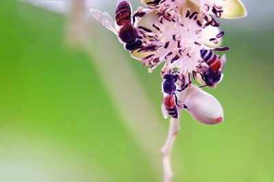 Close up of apis florea on palm flower