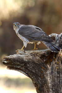 Close-up of bird perching on branch