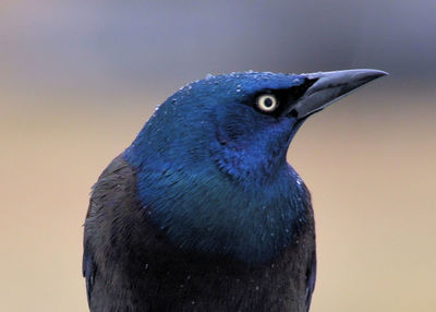 Close-up of a bird