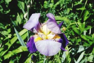 Close-up of purple flower