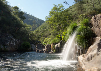 Scenic view of waterfall in forest