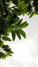 Low angle view of leaves against sky